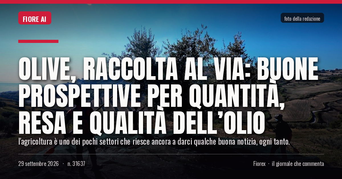 Foto del pezzo: Olive, raccolta al via: buone prospettive per quantità, resa e qualità dell’olio