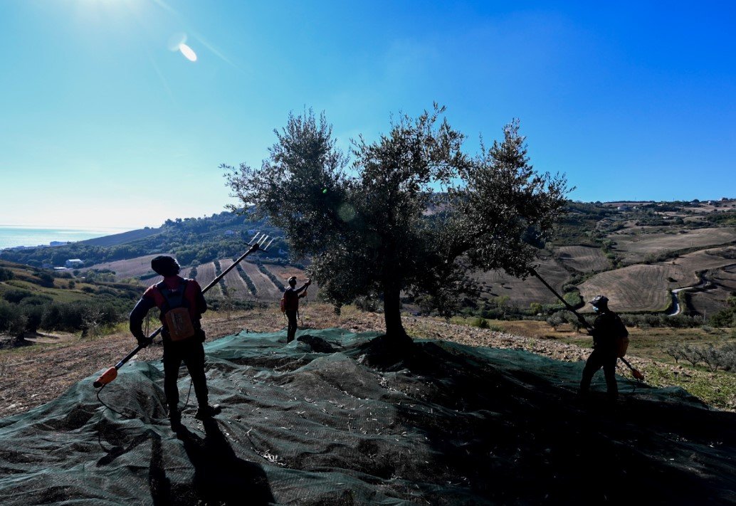 Foto del pezzo: Olive, raccolta al via: buone prospettive per quantità, resa e qualità dell’olio